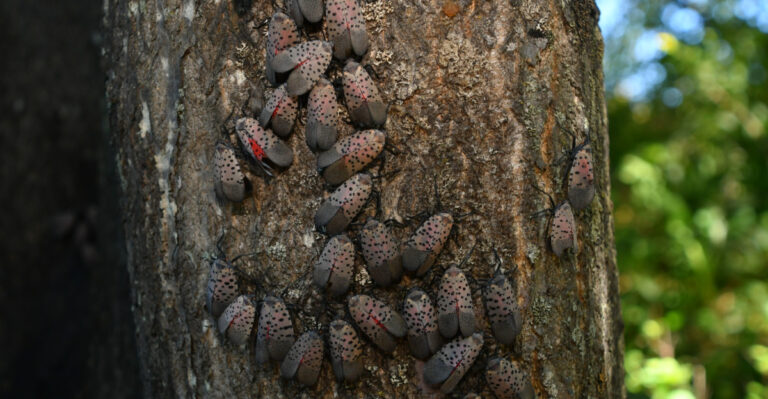 Why July Is The Most Critical Month For Spotted Lanternfly Control In Pennsylvania Gardens