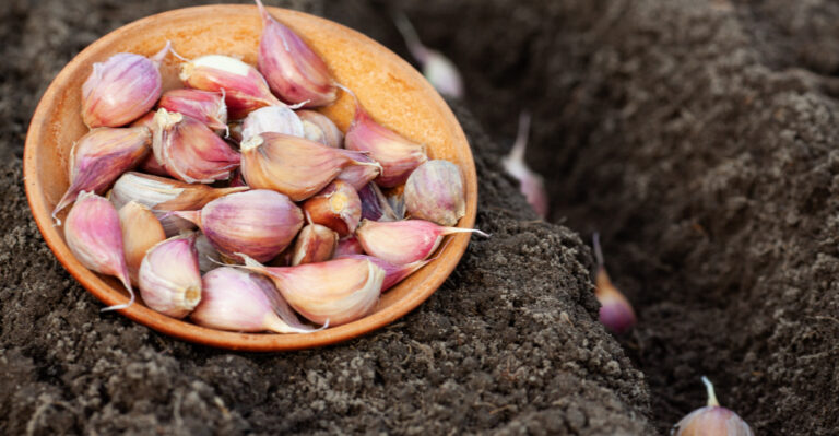 Why July Is The Smartest Time For Missouri Gardeners To Order Garlic For Fall Planting