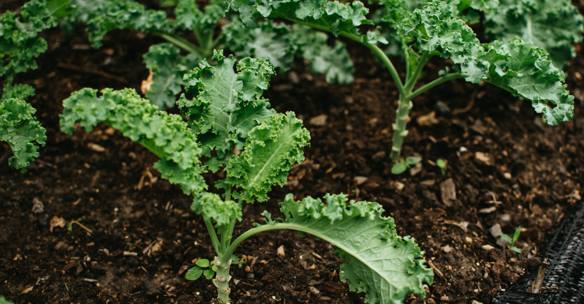 kale