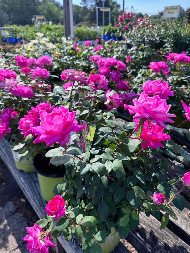 Why Knockout Roses Slow Down By Late Summer Why Knockout Roses Slow Down By Late Summer