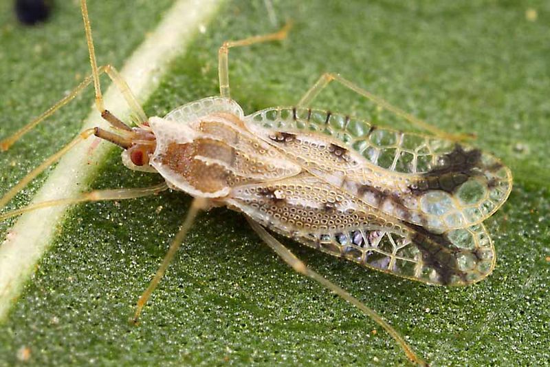 Why Lantana And Cenizo Attract Lace Bugs Why Lantana And Cenizo Attract Lace Bugs