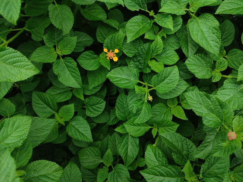 Why Lantana Slows Down After Its First Flush Why Lantana Slows Down After Its First Flush
