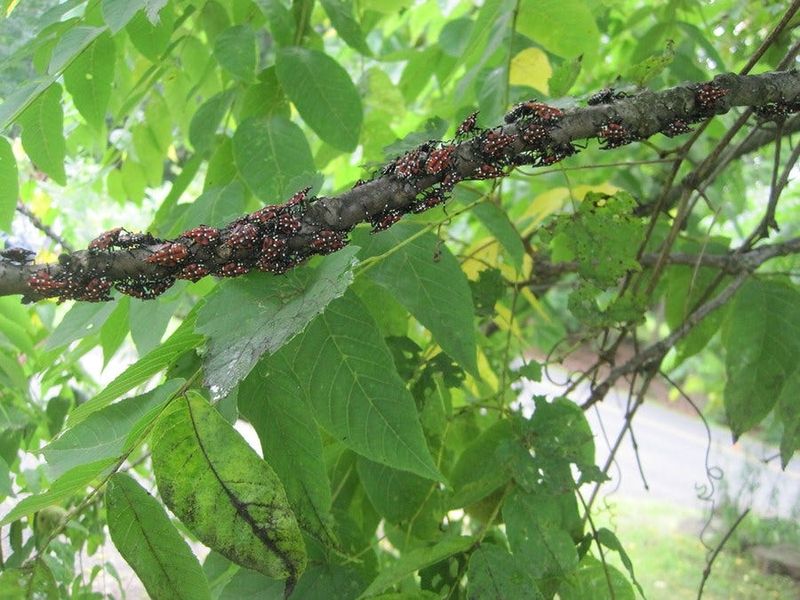 Why Lanternflies Prefer This Tree Why Lanternflies Prefer This Tree