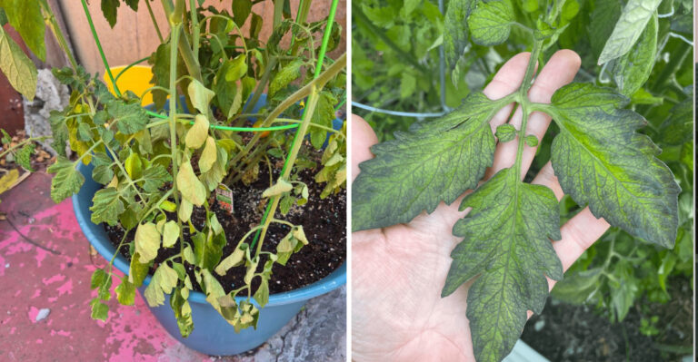 Why Late July Fruit Drop Is Hitting Texas Tomato Gardens So Hard