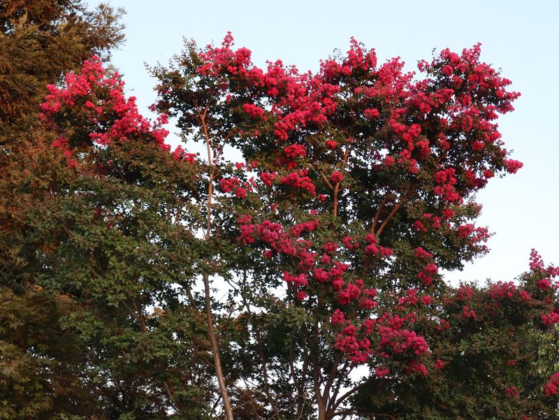 Why Late July Is A Turning Point For Crape Myrtles Why Late July Is A Turning Point For Crape Myrtles