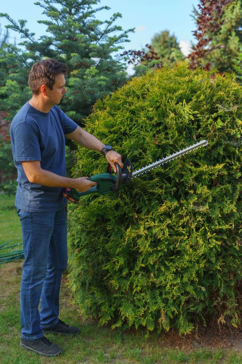 Why Late July Is Maryland's Cutoff For Evergreen Pruning Why Late July Is Maryland's Cutoff For Evergreen Pruning