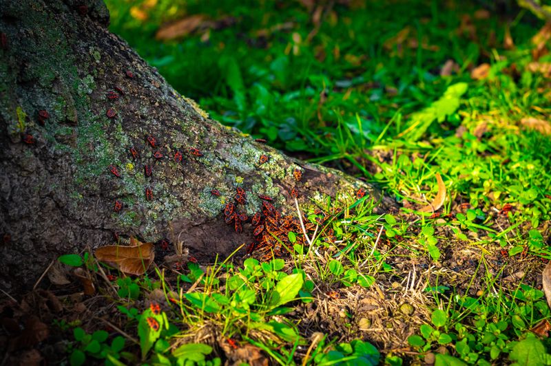 Why Late Summer Is The Riskiest Time For Infestations
