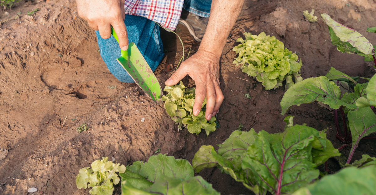 replanting lettuce