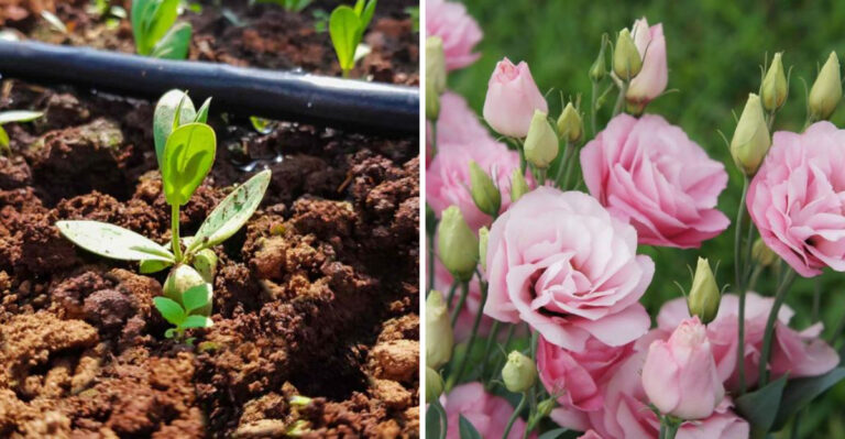 Why Lisianthus Is The Most Challenging And Most Rewarding Pennsylvania Cut Flower Worth Attempting In 2026