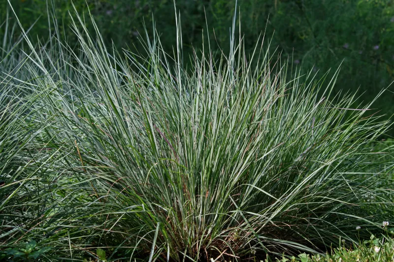 Why Little Bluestem Handles A Difficult Slope