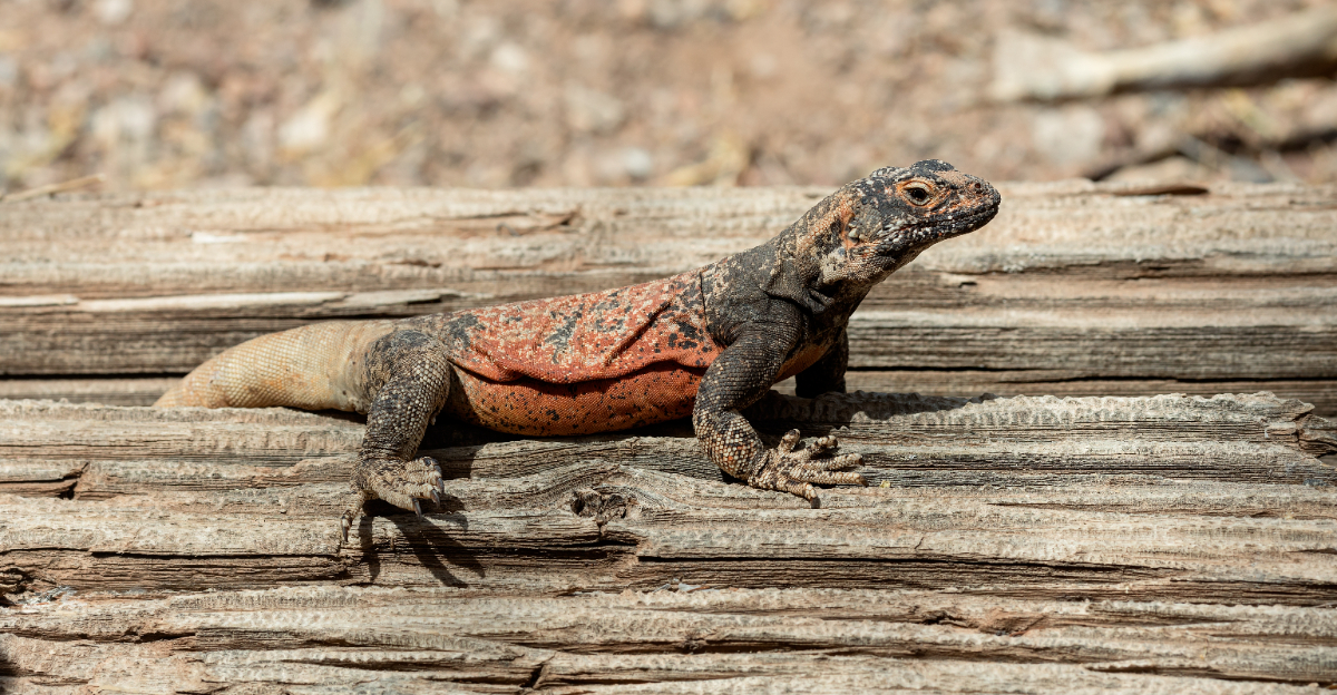 lizard (featured image)
