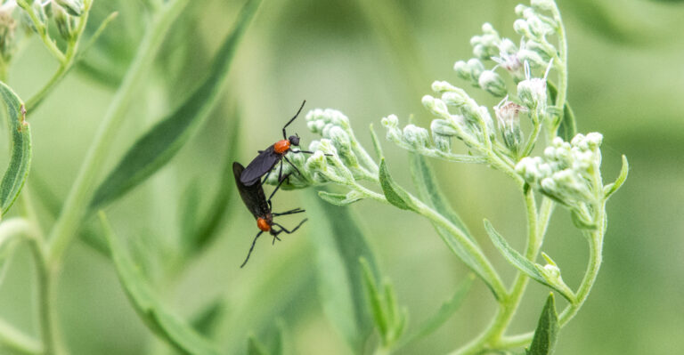 lovebugs