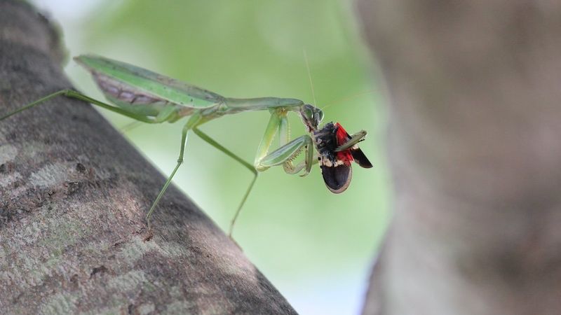 Why Mantises Are Helpful But Not A Complete Solution Why Mantises Are Helpful But Not A Complete Solution
