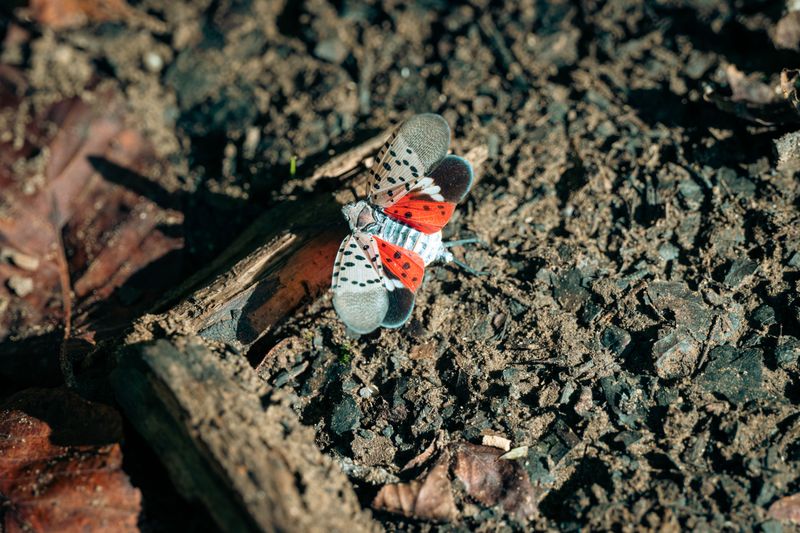 Why Maples Are A Preferred Target For This Invasive Insect