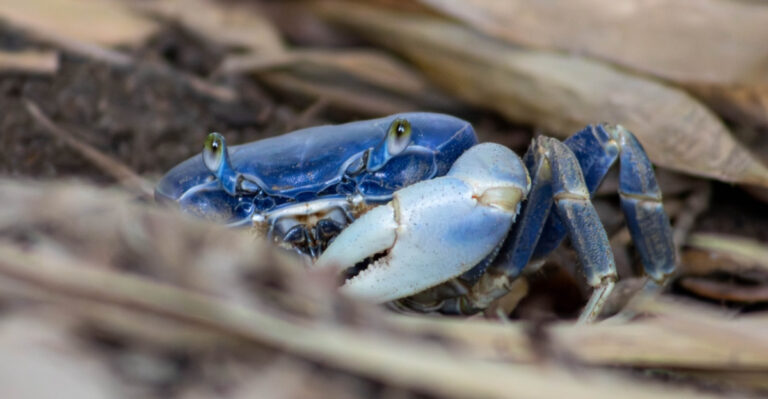 Why Maryland Blue Crabs Share The Bay’s Summer Troubles With Other Species