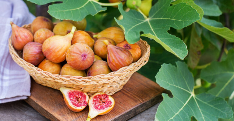 Why Maryland Gardeners Are Seeing An Exceptional Fig Harvest This Year