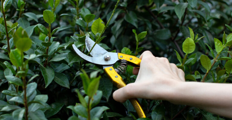 Why Maryland Gardeners Should Trim Evergreens By Late July, Not Later