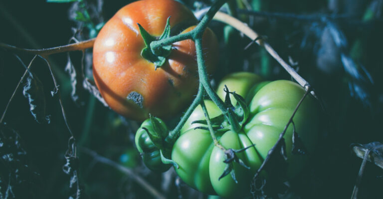 Why Maryland’s Summer Nights Won’t Cool Down, And What That Means For Your Garden