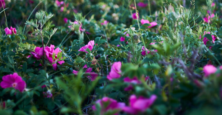 Why Massachusetts Beach Roses Handle Droughts That Weaken Backyard Varieties