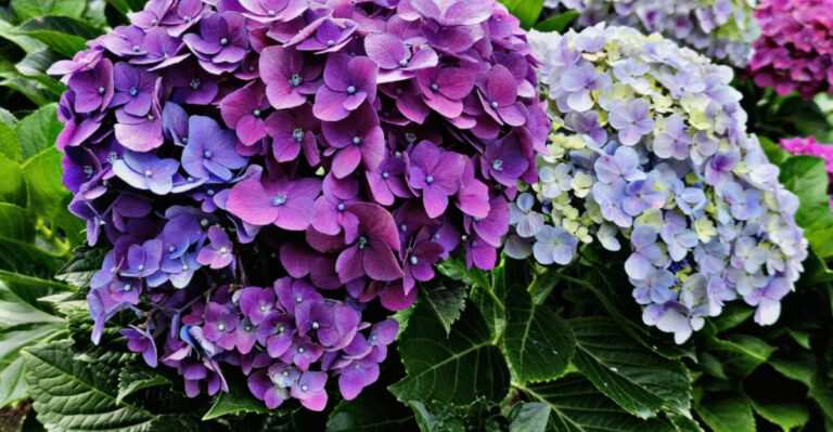 Why Massachusetts Blue Hydrangeas Are Turning Purple And What It Means This Season