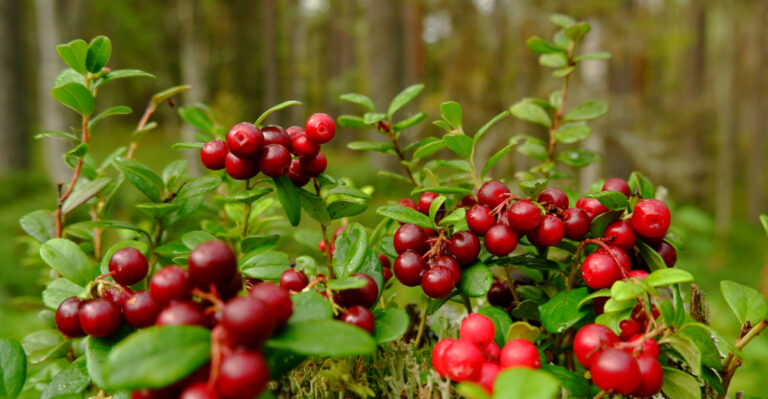 Why Massachusetts Cranberry Growers Are Facing A Difficult Season