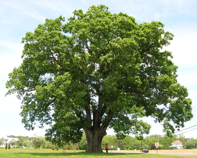 Why Mature Trees Can Strengthen Property Appeal Why Mature Trees Can Strengthen Property Appeal