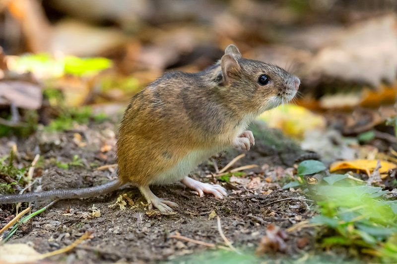 Why Mice Notice Scent