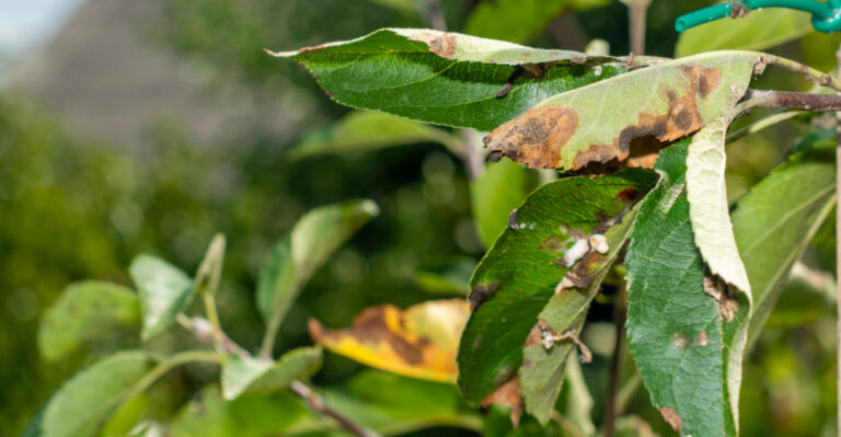 apple scab