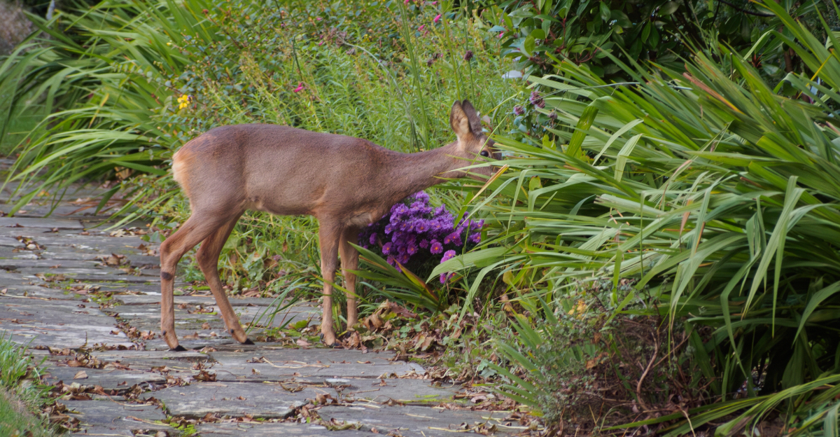 deer browsing
