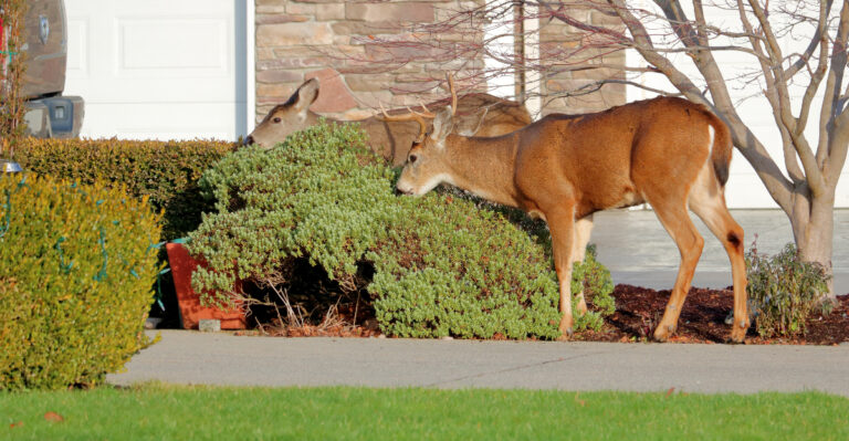 deer in shrubs