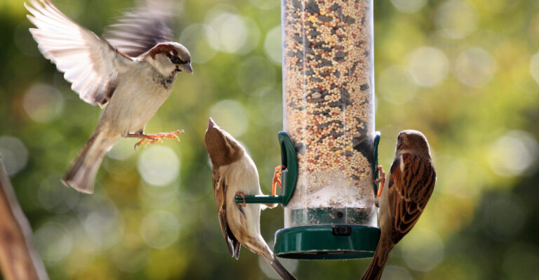 birds on bird feeder