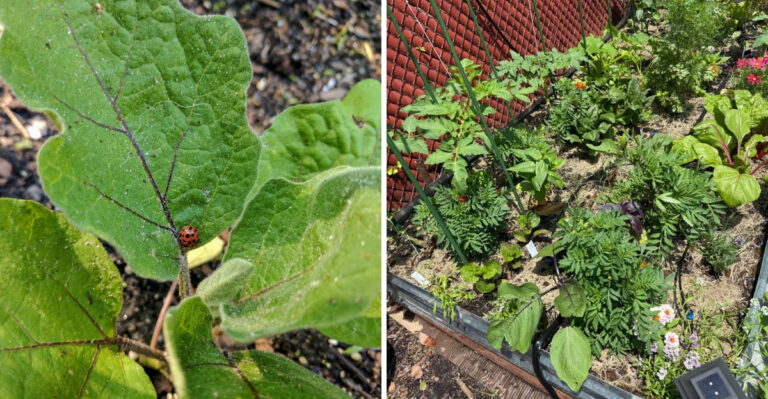 Why Michigan Gardeners Who Do This One Thing In July See Far Less Powdery Mildew By August