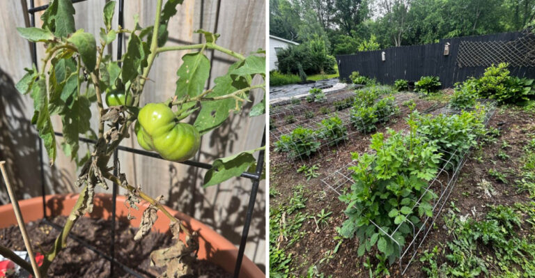 Why Michigan Gardeners Who Skip These July Tasks End Up With Leggy, Overgrown Beds By September