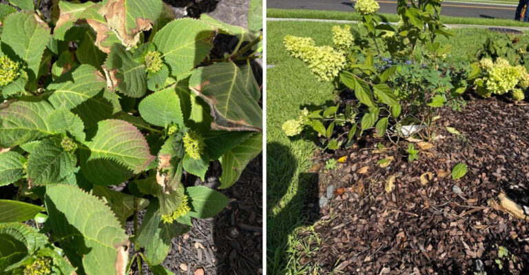 Why Michigan Hydrangea Leaves Scorch On One Side First During July Heat