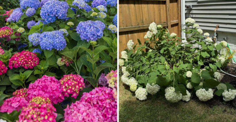 Why Michigan Hydrangeas Look Better In The Morning And Collapse By Dinner Time