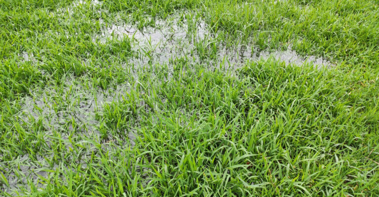 lawn after rain