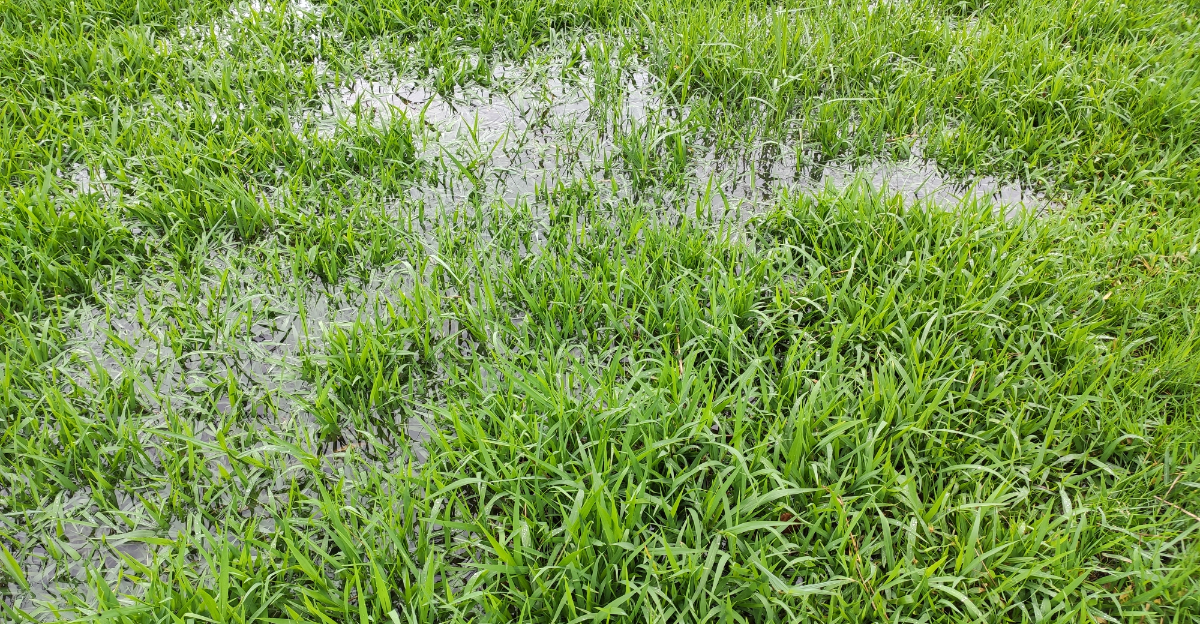 lawn after rain