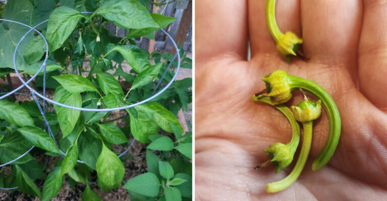 Why Michigan Pepper Plants Drop Healthy-Looking Flowers During Hot, Dry Weeks
