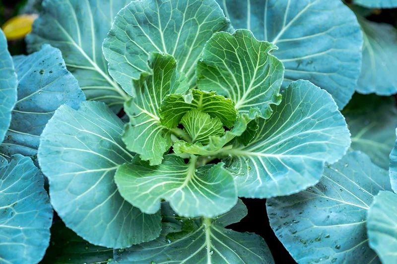 Why Midsummer Gives Collards A Head Start Why Midsummer Gives Collards A Head Start