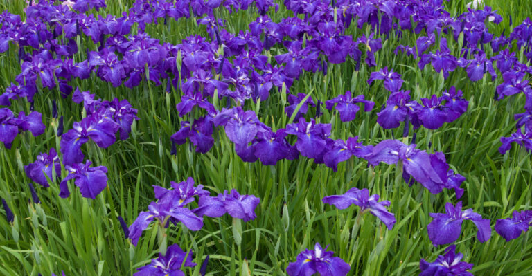 Why Minnesota Gardeners Are Digging Up Iris This July