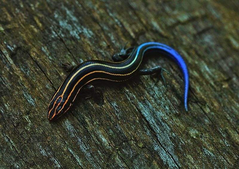 Why Missouri Gardeners Are Spotting This Lizard More Often