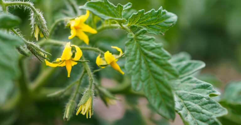Why Missouri Tomato Blossoms Are Dropping In The Heat And How To Help Them Recover
