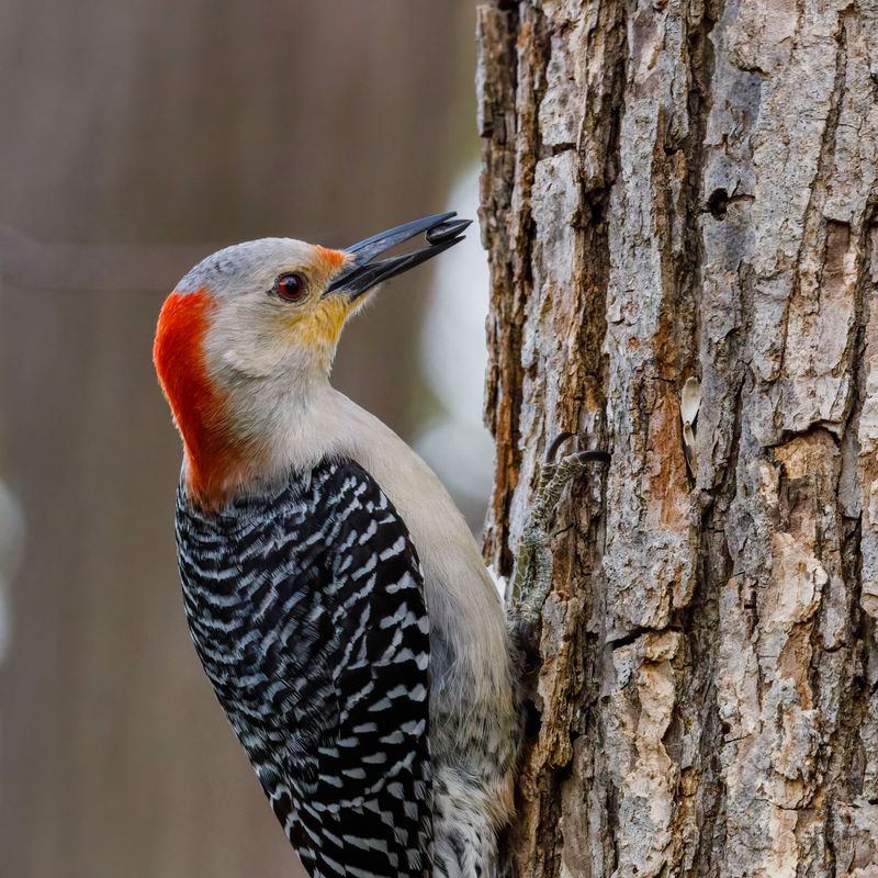 Why Missouri Yards Attract Red-Bellied Woodpeckers Why Missouri Yards Attract Red-Bellied Woodpeckers