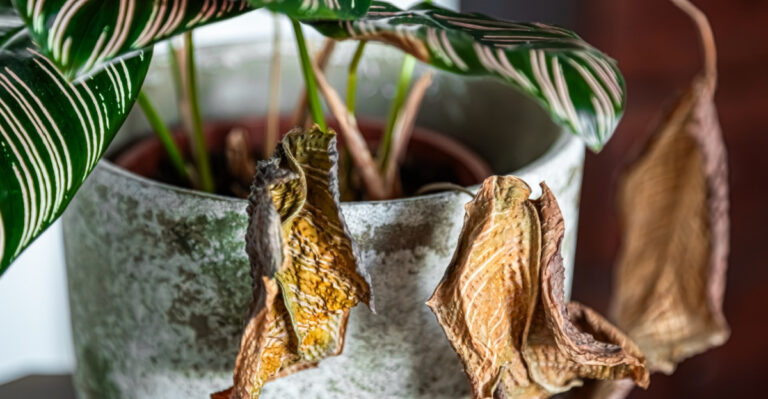 Why Missouri’s 80-Degree Nights Are Happening, And What They’re Doing To Your Plants