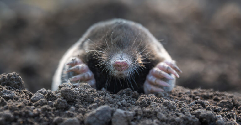 Why Mole Activity Is Spiking In Indiana Yards Right Now