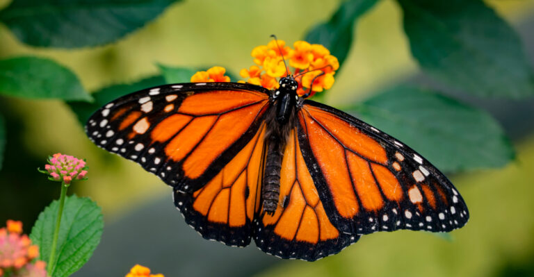 Image Credit: © Darkdiamond67 / Shutterstock