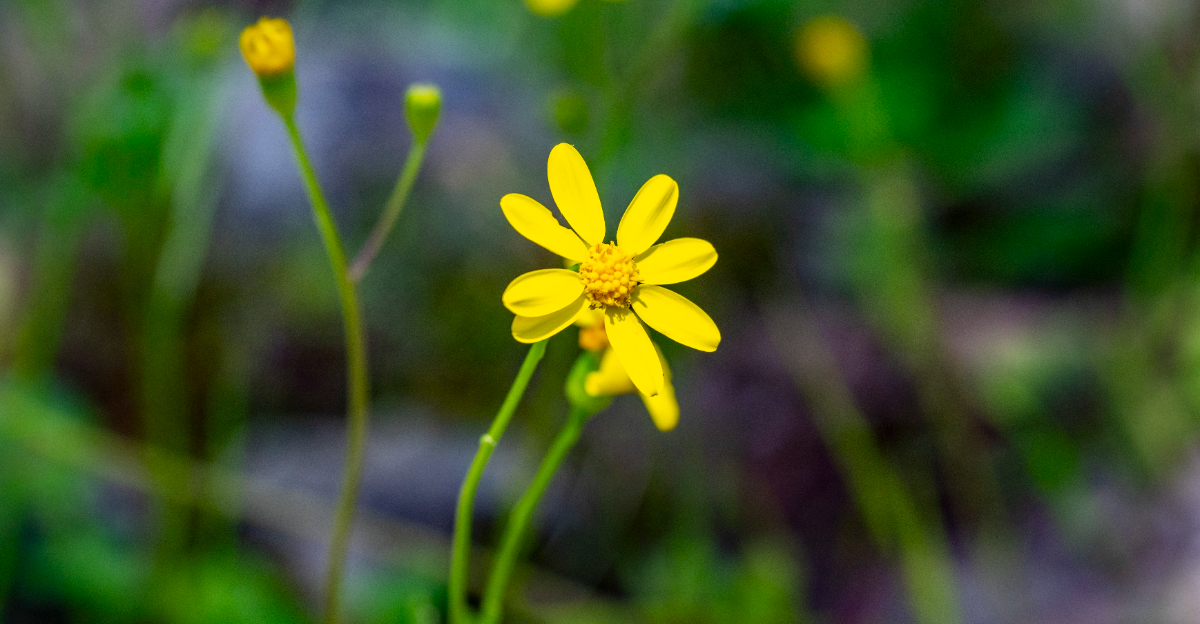 Damianita (featured image)