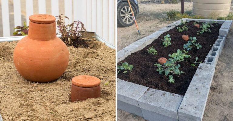 Why More Arizona Gardeners Are Switching To Ollas For Watering