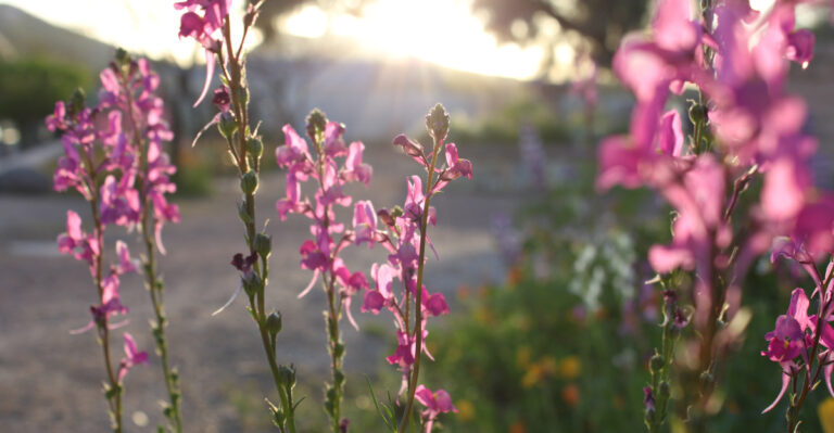 Penstemon (featured image)
