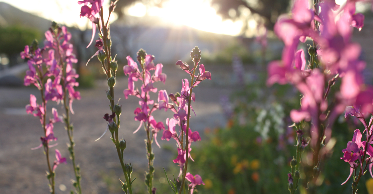 Penstemon (featured image)